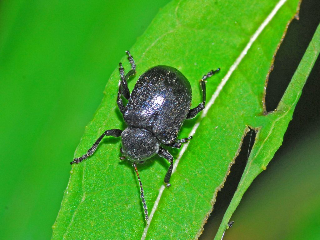 Chrysomelidae: Bromius obscurus